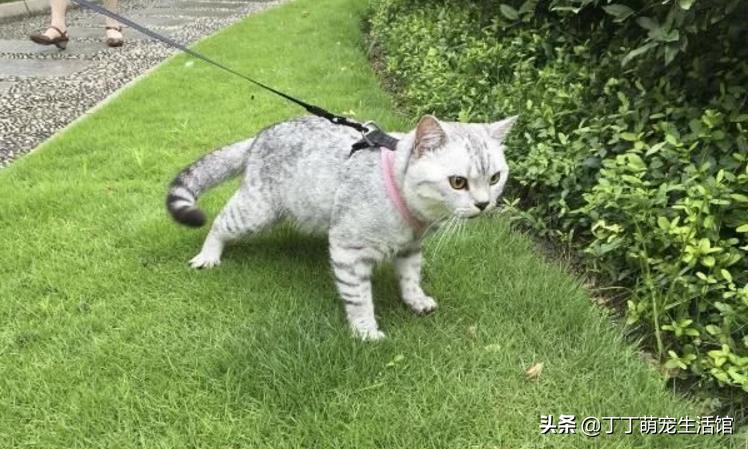 遛猫怎么才能让它不乱跑,遛猫怎么防止猫咪跑丢