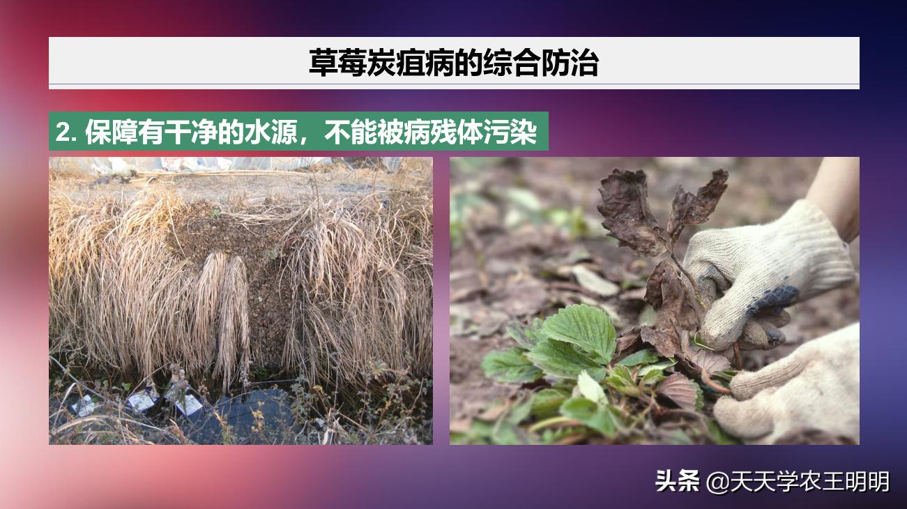 草莓得了炭疽病怎么办,草莓已经开花结果得炭疽病怎么治