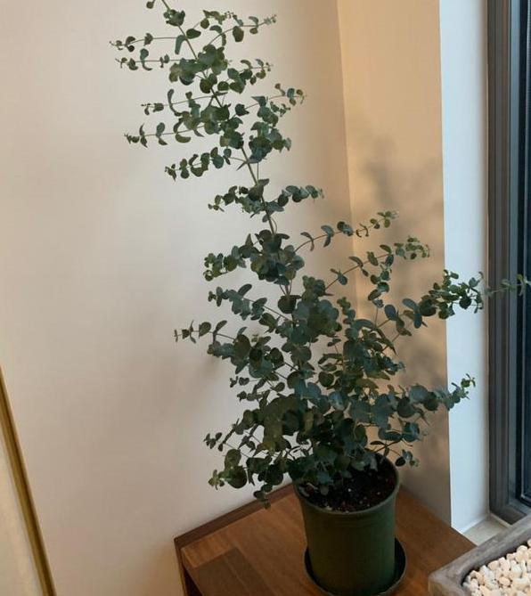 尤加利开花是什么时候,最适合盆栽的尤加利品种