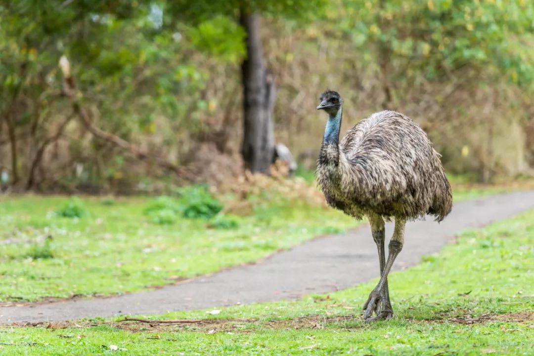 澳大利亚独特的自然风光,澳大利亚黄金海岸的美景