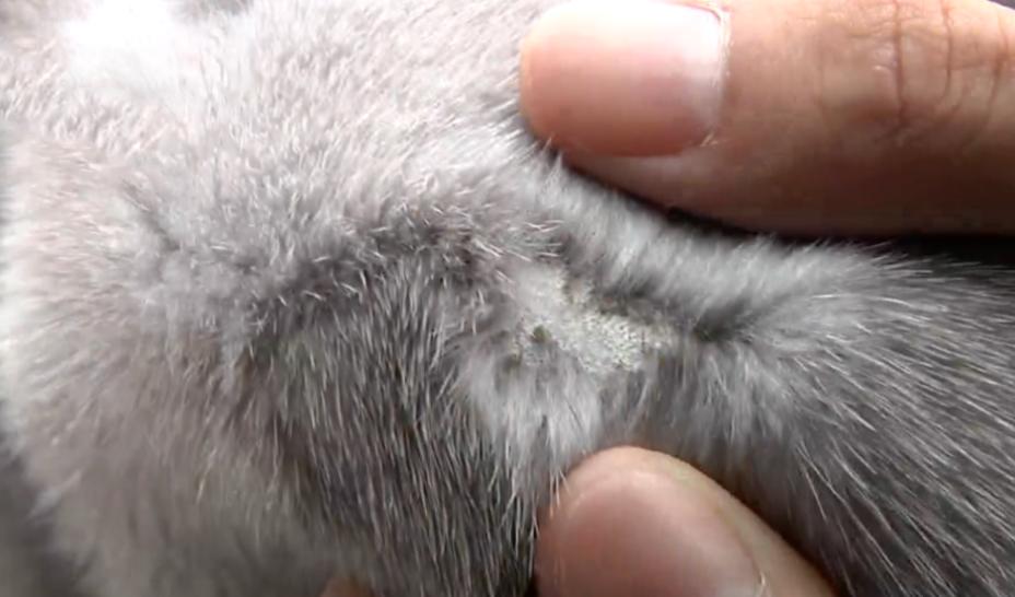 900元貂皮大衣和一万块钱,9万多的羊绒大衣