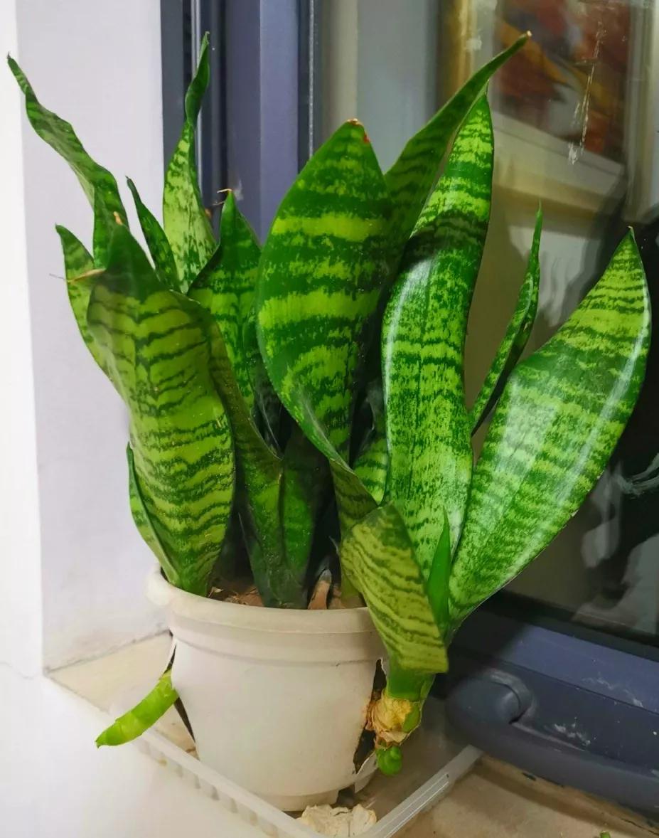 这6种碎渣渣，养花当土又当肥，比激素还有劲儿