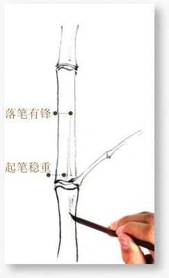 国画基础教程竹子的画法,竹子国画画法教程