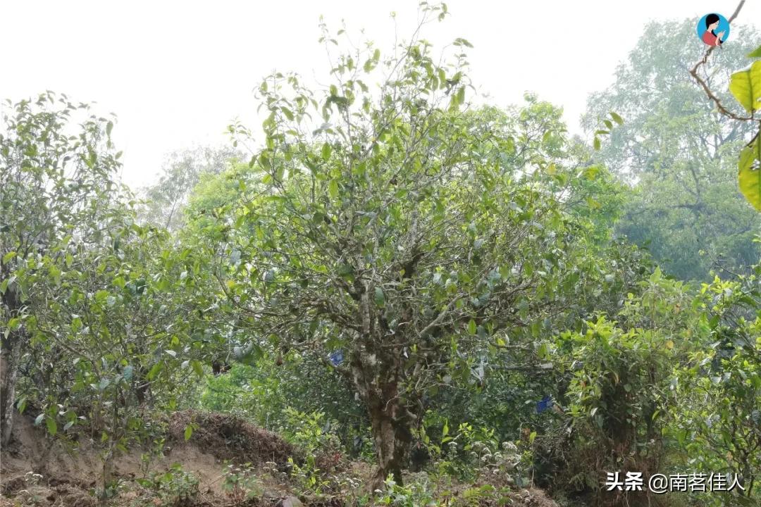 冰岛五寨糯五价格,冰岛五寨谁最有性价比