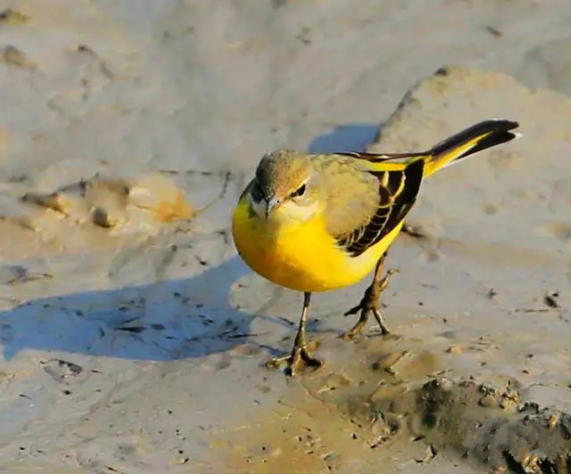 龟专用垫材,龟缸垫材推荐