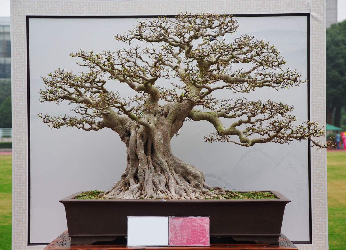 榕树盆景气根造型三法,榕树盆景造型的讲解