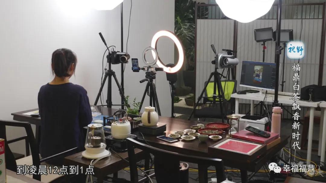 福鼎白茶兴起,白茶步入产业振兴快车道