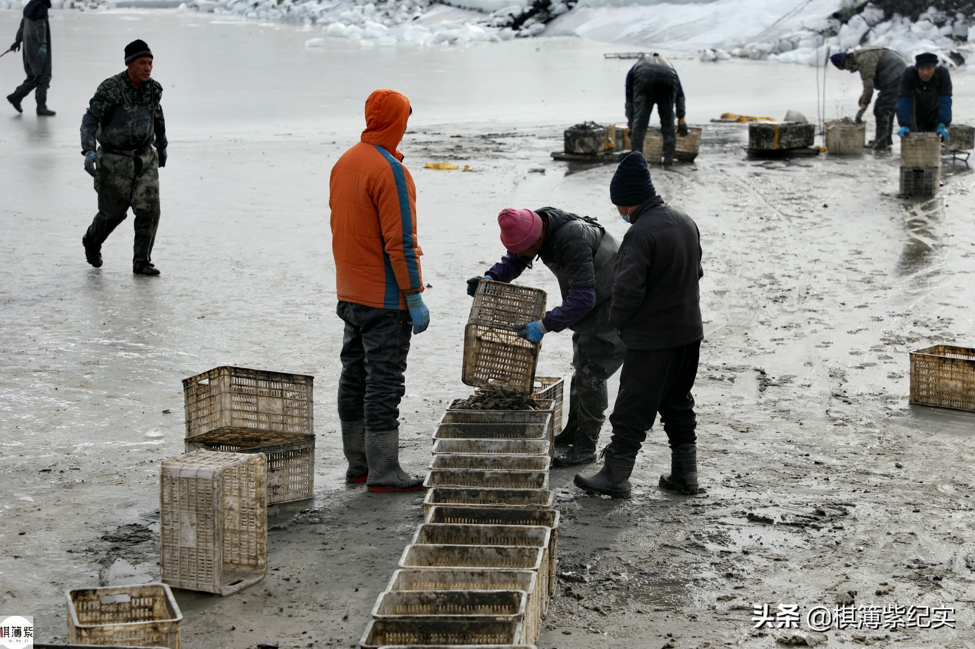 挖竹节蛏挣钱,赶海抓蛏子一天能赚多少钱