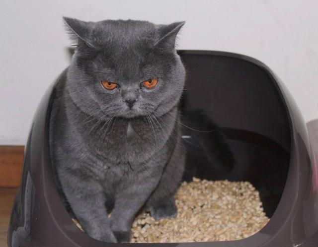 50天英短猫不长是不是生病了,英短猫容易得什么病