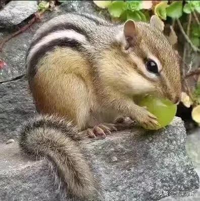 养一只松鼠做宠物是什么样的体验？