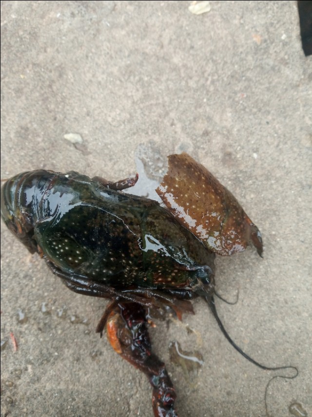 小龙虾怎么鲜活保湿,小龙虾怎么管理高产