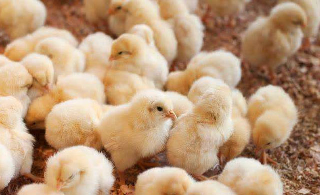 小鸡糊肛喂点什么药,小鸡糊肛的解决方法视频