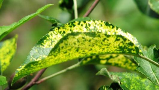 苹果小叶病的原因及防治方法,苹果花叶病是什么症状