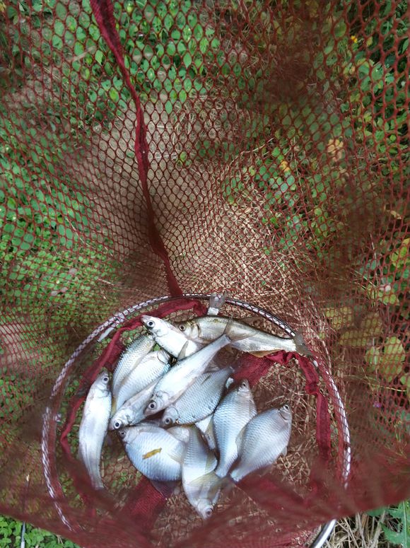 小鱼太闹怎么钓鲫鱼,小鱼太闹了用什么饵