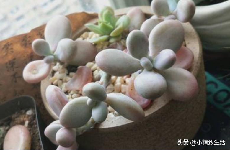 刚上盆的多肉晒太阳化水怎么处理,多肉化水原因及解决方法