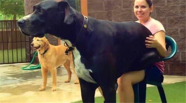 世界上最大的狗但是一点也不凶猛,你知道世界上最大的狗有多大吗