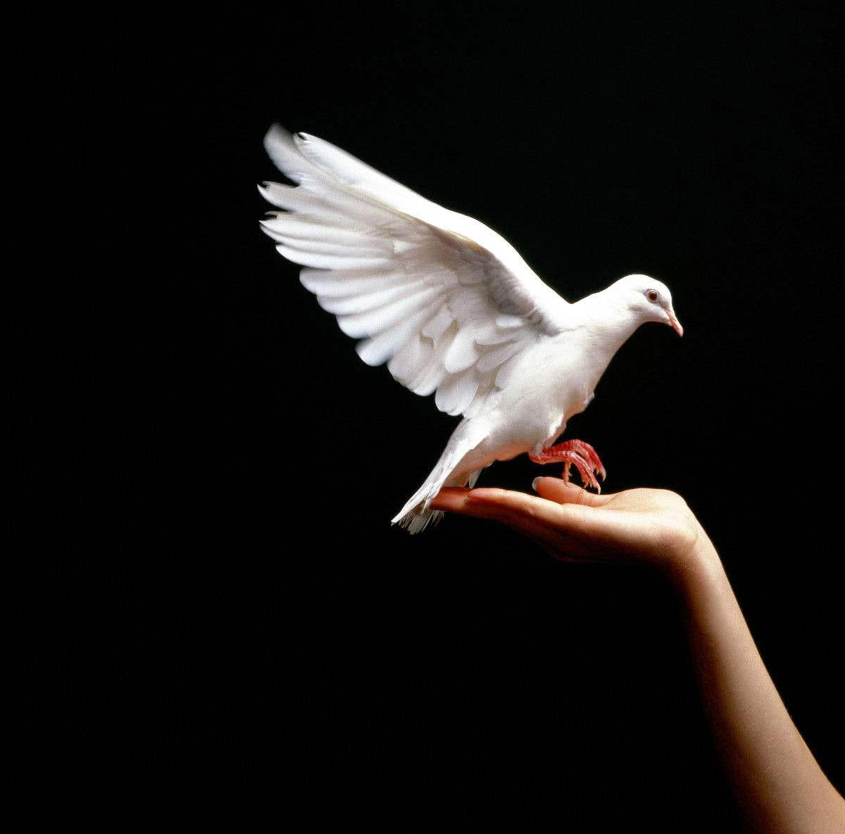 埃尔加有哪些名曲,埃尔加大提琴协奏曲