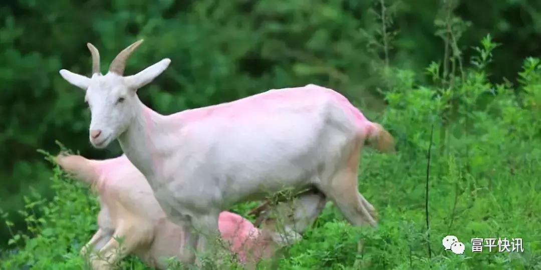 千亿奶山羊产业发展政策,中国奶山羊协会认定世界羊乳之都