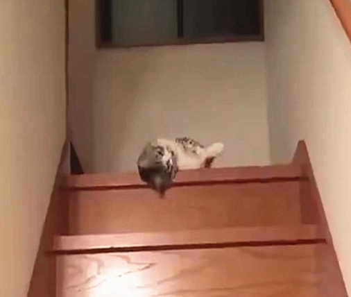液体猫爬楼梯,液体猫下楼梯原视频