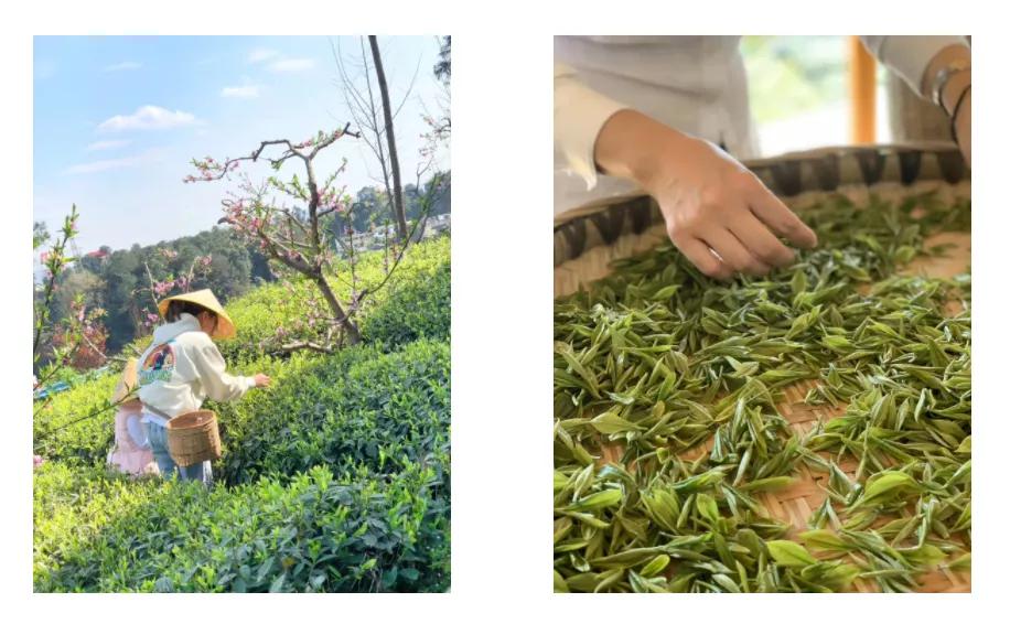 雅安旅行攻略亲子游,雅安市旅行攻略自由行路线