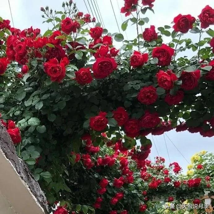 阳台还可以种植什么花种,阳台上也可以种出好看的花