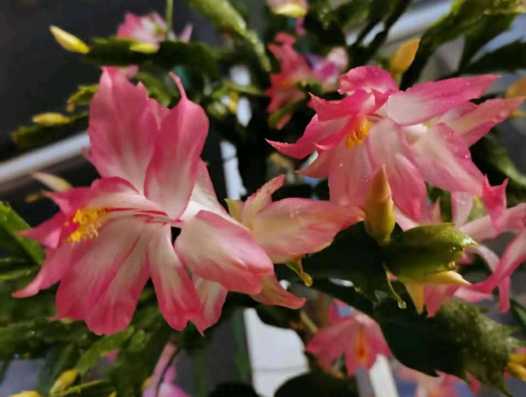 哪些花卉不适合喷磷酸二氢钾,花卉磷酸二氢钾能连续使用吗