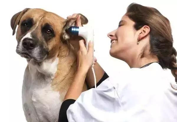 狗狗会得糖尿病吗？有哪些表现，需要怎么治疗？