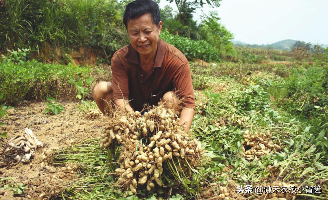 花生带壳播种比剥壳播种，真的更省工、省肥、病害少、产量高吗？