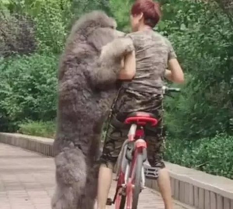 泰迪想要小一点的该怎么选,泰迪想攻击主人怎么驯服