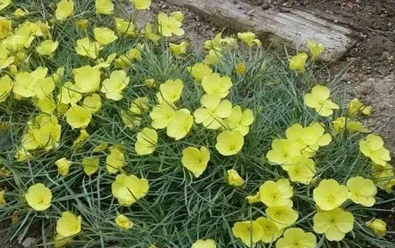 岩石花园景区,岩石园常用花卉