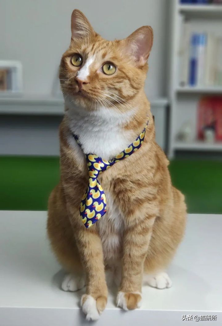 猫咪项圈对人有没有危害,猫咪项圈对猫咪有危害吗