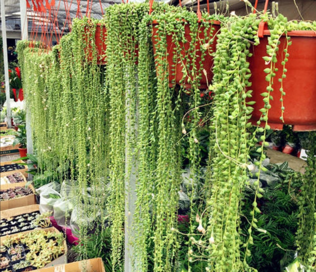 如何养珍珠吊兰,挂珍珠吊兰的花盆