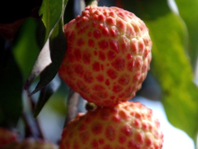 荔枝高产栽培技术海南荔枝,三月红荔枝高产栽培技术