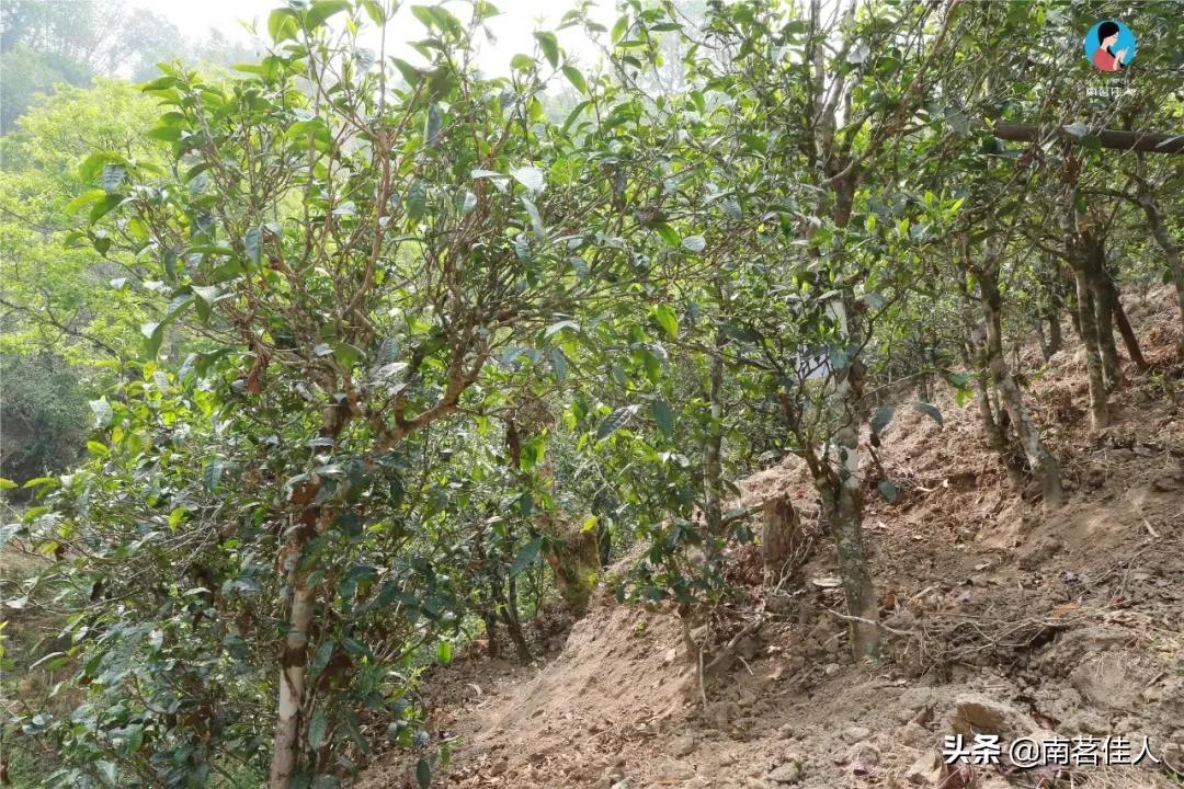 冰岛五寨糯五价格,冰岛五寨谁最有性价比