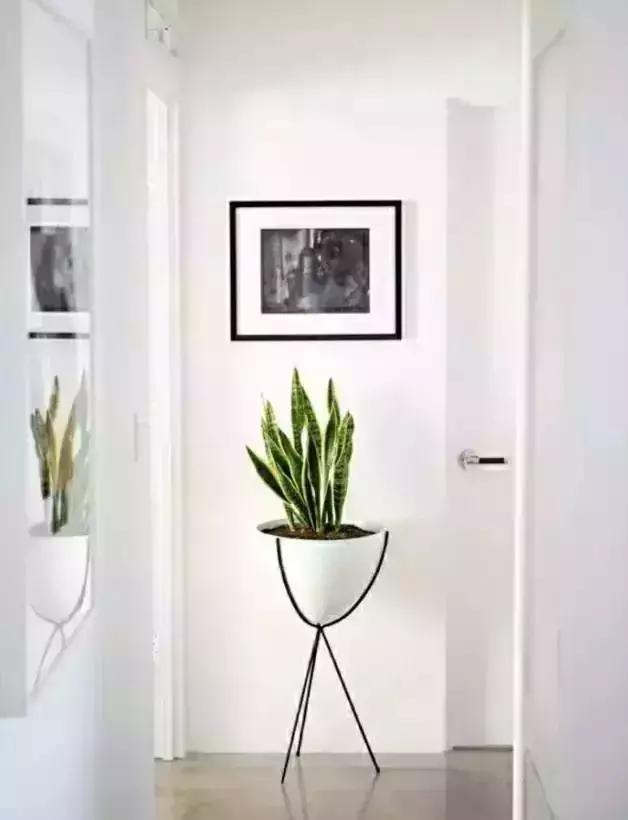 消除新房甲醛的是哪种盆景植物,吸附甲醛最好植物