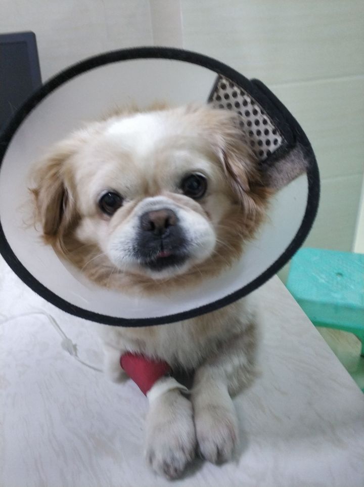 公猫膀胱结石手术,公犬尿道结石手术