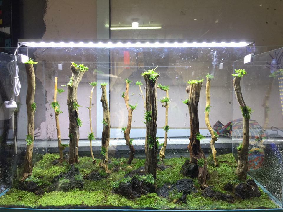 草缸水族店效果图,越南草缸