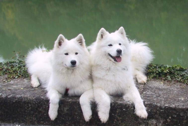 哈士奇在狗界的排名,最有服从性的狗哈士奇排行榜