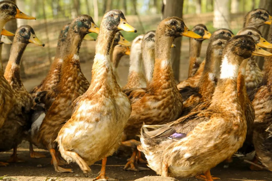 禾泱泱辅食,禾泱泱婴儿辅食老爸评测