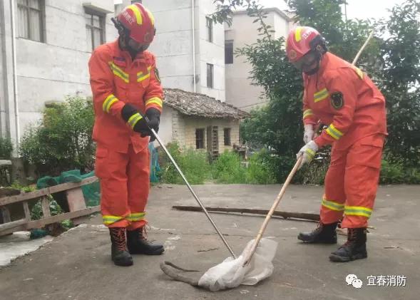 家周围频繁出现蛇是什么预兆,家附近老是有蛇怎样驱赶