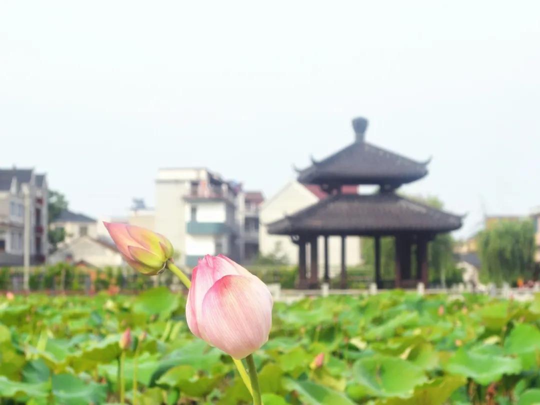 杭州第一波荷花美图大放送！赏荷佳期竟是早上6-8点，哪里最好拍？最新赏荷地图收好
