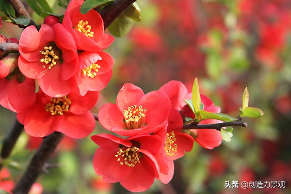 海棠花为何会发生虫害？