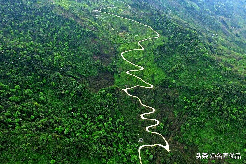 人吃的笋和大熊猫吃的笋一样吗,春笋是大熊猫吃的吗为什么