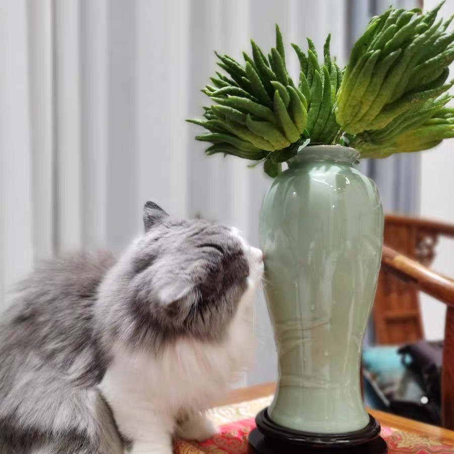 小时候怎么没听说过佛手瓜,佛手瓜和佛手不是一种东西吧