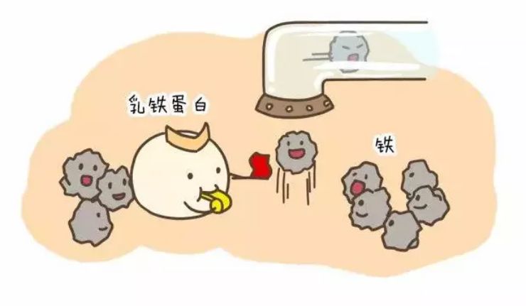 关于乳铁蛋白的那些事，那些不鲜为人知