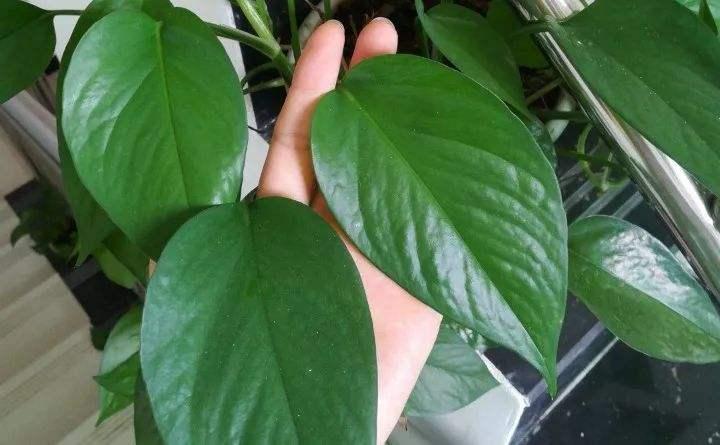 绿萝养护方法大全和注意事项,绿萝叶片不油亮