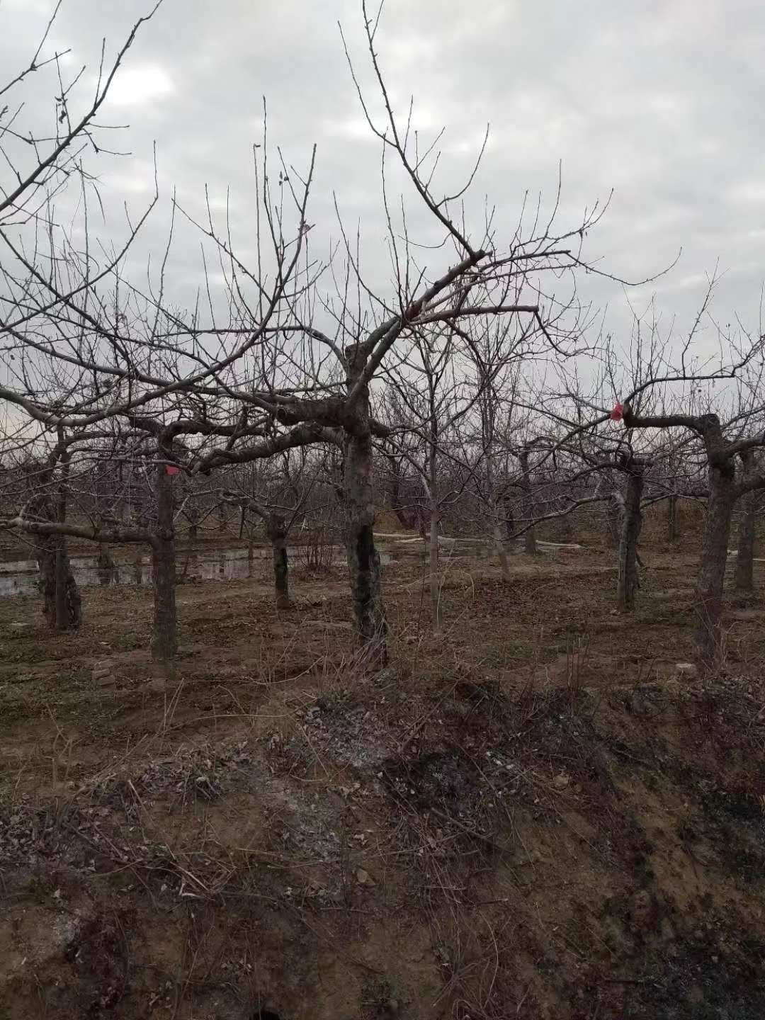 果树大小年形成的原因及解决方法,老果树结果不好怎么办