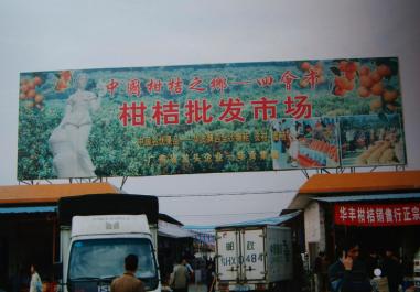 四会哪里有沙糖桔种植基地,四会桔子小镇沙糖桔