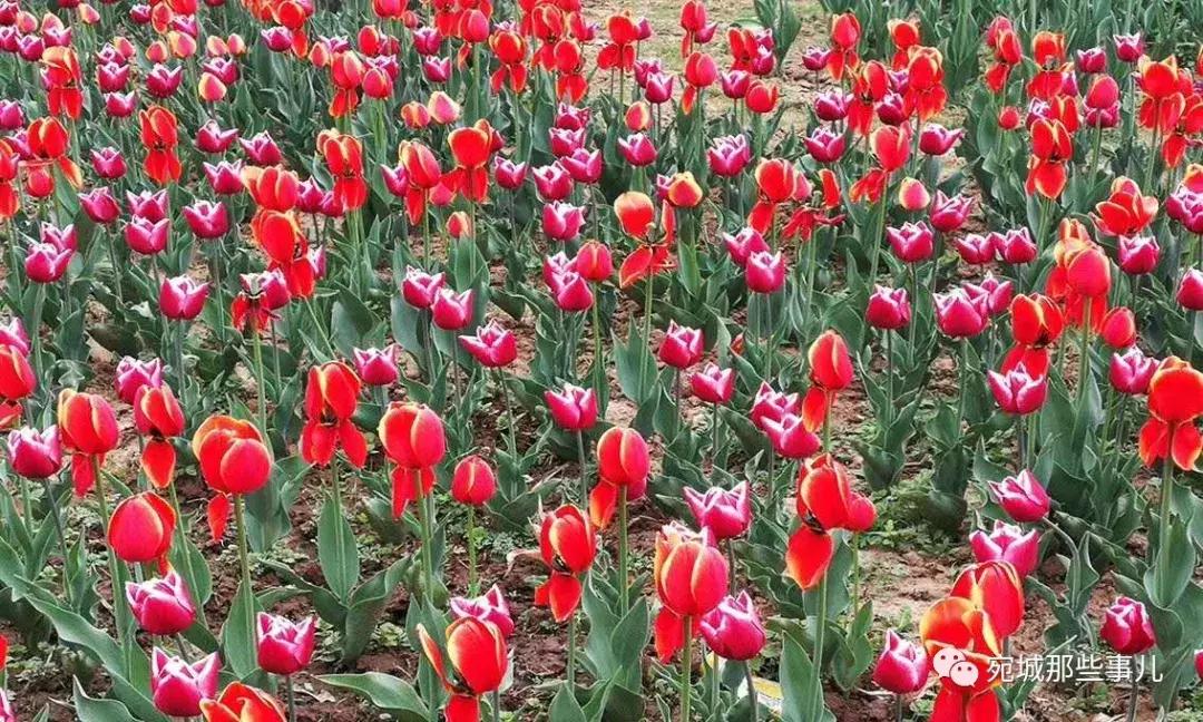 南阳老徐,河南南阳老徐最新视频