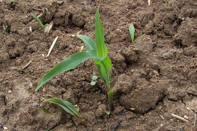 玉米苗什么时候打除草剂效果最好,喷施玉米苗后除草剂的注意事项